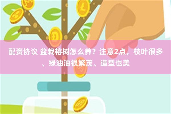 配资协议 盆栽榕树怎么养？注意2点，枝叶很多、绿油油很繁茂、造型也美